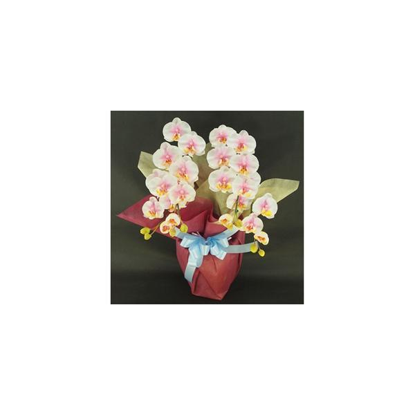 ■ 容量　光触媒　胡蝶蘭S 2本立ち/絞りピンク■ 配送について　20日以内に発送いたします　タイプ：【常温】