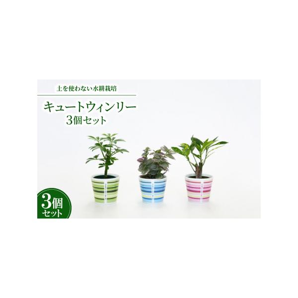 ■ 容量　※上記に記載■ 配送について　2026年1月より順次発送　タイプ：【常温】