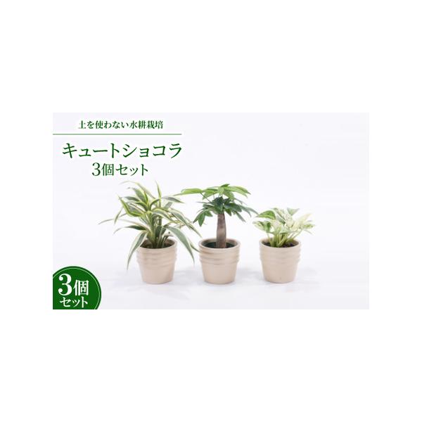 ■ 容量　※上記に記載■ 配送について　2026年1月より順次発送　タイプ：【常温】