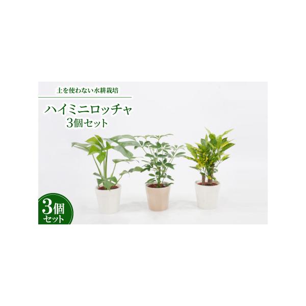 ■ 容量　※上記に記載■ 配送について　2026年1月より順次発送　タイプ：【常温】
