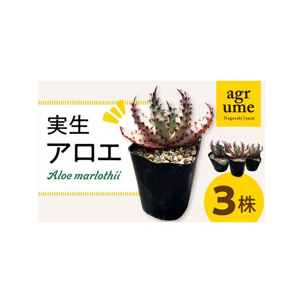 ■ 容量　お届け個数：3株　重さ：約150g-200g前後（土が水分を含んでいるかいないかで大きく変わります）　サイズ：2寸（6cm）のビニールポットに植えています。　　※個体差があります。■ 配送について　【年末年始の申込増加に伴い、当自...