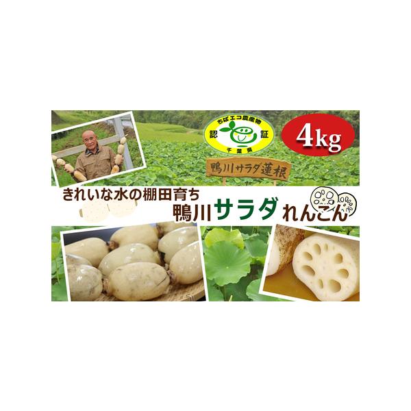 ■ 容量　鴨川サラダれんこん 4kg　　■賞味期限・利用期限■　約3日　※濡れた新聞紙でれんこんを包み、ビニール袋に入れて冷蔵庫の野菜室で保存してください。　　■原産地■　千葉県鴨川市　　■アレルギー表示■　特定原材料7品目および特定原材料...
