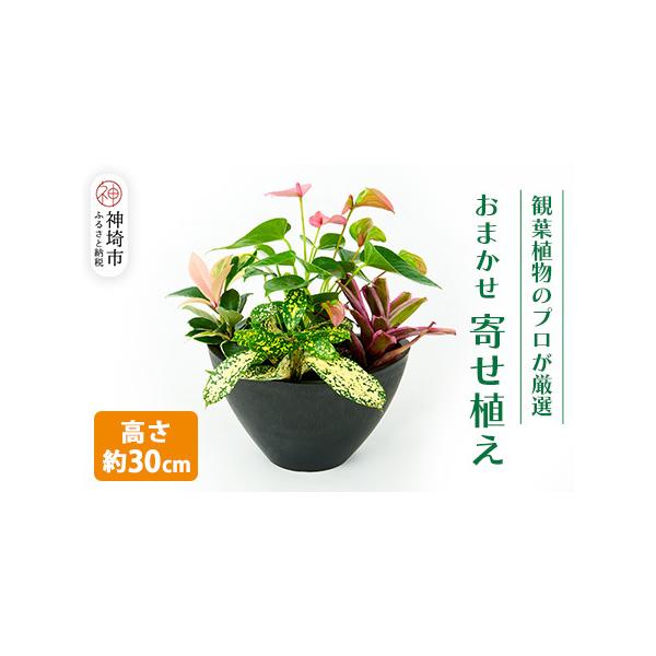 ■ 容量　・オリジナルアレンジ観葉植物 1鉢　　鉢のサイズ 横25cm　奥行18cm　高さ15cm　（色は白か黒になります。※選べません）　　植物の高さ 約30cm■ 配送について　決済から20日前後で発送　※北海道、沖縄、離島への配送は行...