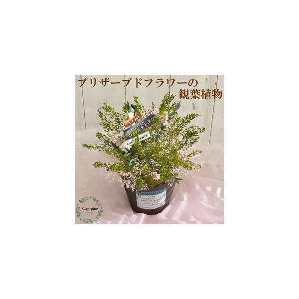 ■ 容量　プリザーブドフラワー　パルタージュ　ピンク　1個　商品サイズ：約W15×D15×H19cm■ 配送について　ご入金確認後、2週間程で発送いたします。　※配送対象外【離島・北海道・沖縄】　※12月15日（日）までの注文分（入金確認完...