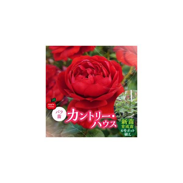 ふるさと納税 【Apple Roses】バラ苗『カントリー・ハウス』新苗育成苗6号ポット植え  HNNH029 埼玉県飯能市
