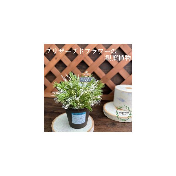 ■ 容量　プリザーブドフラワー　パルタージュ　ホワイト　1個　商品サイズ：約W15×D15×H19cm■ 配送について　ご入金確認後、2週間程で発送いたします。　※配送対象外【離島・北海道・沖縄】　※12月15日（日）までの注文分（入金確認...