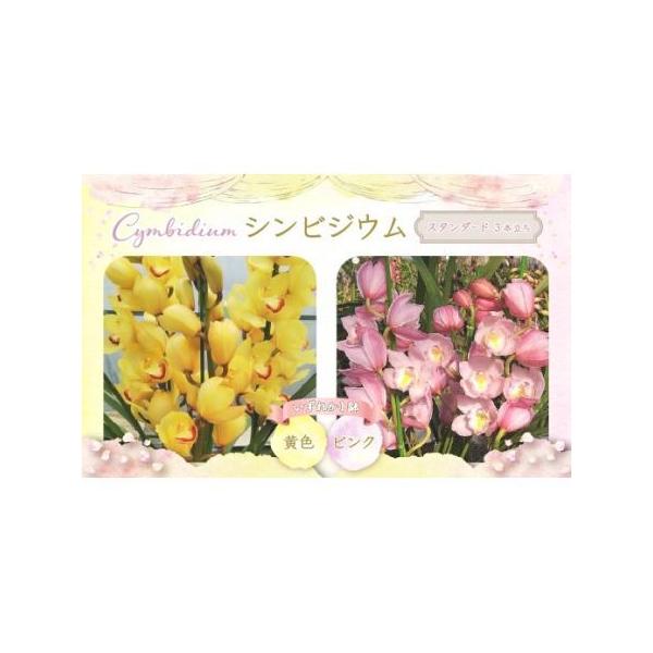 ■ 容量　シンビジウム　１鉢　色や形は写真と異なる場合があります。　■ 配送について　★ご寄附いただいた場合、年明け2026/1/5以降の配送となります★　※北海道・東北への発送希望の方は、11月末までであれば、発送対応可能です。　※交通状...