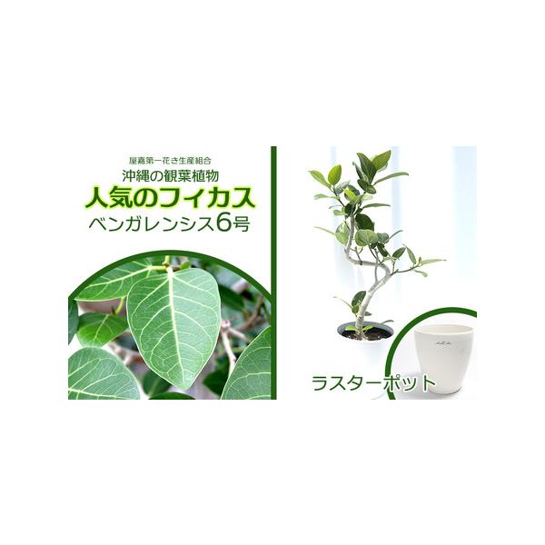 ■ 容量　6号ラスターポット(樹脂製鉢カバー、鉢皿なし)鉢底からの植物高：約80cm重量：約4kg鉢サイズ：φ22.5cm　高さ25cm■ 配送について　植物の仕上り具合により１カ月〜４カ月程度でのお届けとなることもございます。予めご了承く...