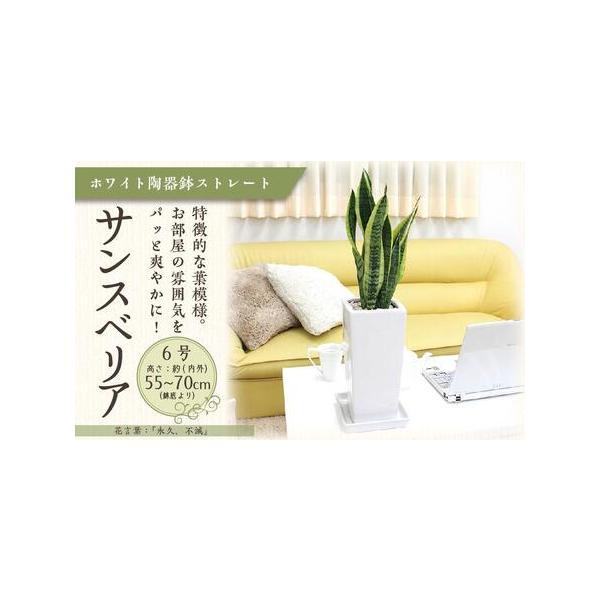 ■ 容量　■お礼品の内容について　・サンスベリア ホワイト陶器鉢 6号 ストレート[×1]　　　原産地:福岡県朝倉郡筑前町　■原材料・成分/提供サービス　設置後の高さ:約55cm〜70cm内外(鉢底より)　幅 約15〜25cm【陶器製鉢皿付...