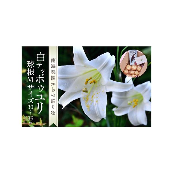 ■ 容量　Mサイズ1球あたり直径6cm（30〜36球球）　---------------------------------------------------　【賞味・消費期限】　保存期間：常温で約4ヶ月程度　　【保存方法】　常温で約4ヶ...