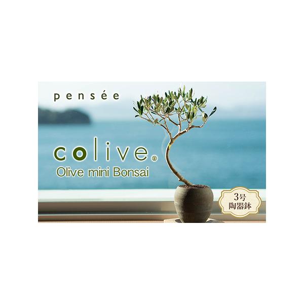 ■ 容量　オリーブのミニ盆栽?olive（コリーブ）３号陶器鉢　　タイプ：【常温】