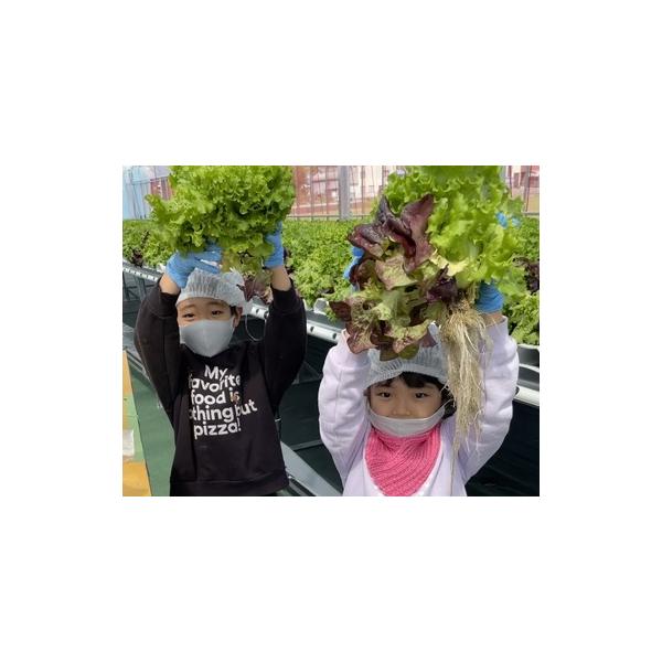 ■ 容量　15束前後■ 配送について　入金確認後、順次発送いたします。　（配送日指定はできません。）　タイプ：【冷蔵】