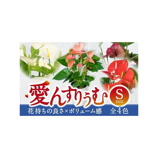 ■ 容量　幅約25×高さ約65cm/プラスチック鉢（白鉢/受け皿付）/4色：農園おまかせ(ボリューム重視)・レッド・ピンク・ホワイト・パープル※ご希望のカラーをお選びいただき、備考欄へご記入下さい。※カラー選択がない場合は「農園のおすすめ」...