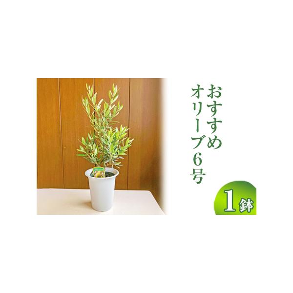 ■ 容量　オリーブ6号1鉢（おすすめ1種）■ 配送について　20日以内に発送いたします　※1〜2月、7〜8月の間は発送不可となります。お申込みの時期によっては、発送までお時間を頂くことを予めご了承ください。　タイプ：【常温】