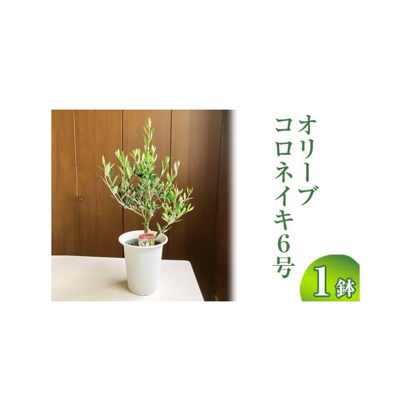 ■ 容量　オリーブ6号1鉢（コロネイキ）■ 配送について　20日以内に発送いたします　※1〜2月、7〜8月の間は発送不可となります。お申込みの時期によっては、発送までお時間を頂くことを予めご了承ください。　タイプ：【常温】