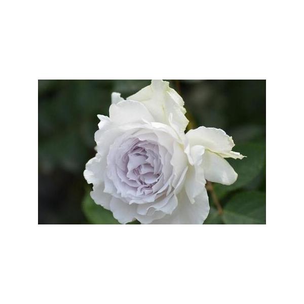 ■ 容量　開花時期：四季　原産国／製造国：日本　植物の種類：バラ　植物の本数：1　植木鉢のサイズ（号数）：6■ 配送について　2026年4月20日から発送開始予定　【受付期間】　〜2026年4月20日　タイプ：【常温】