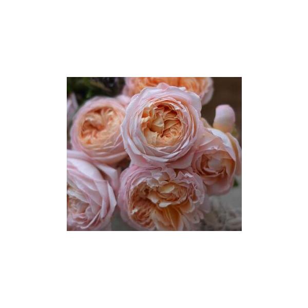 ■ 容量　6号鉢入りバラ苗１鉢■ 配送について　2026年4月20日から発送開始予定　【受付期間】　〜2026年4月20日　タイプ：【常温】