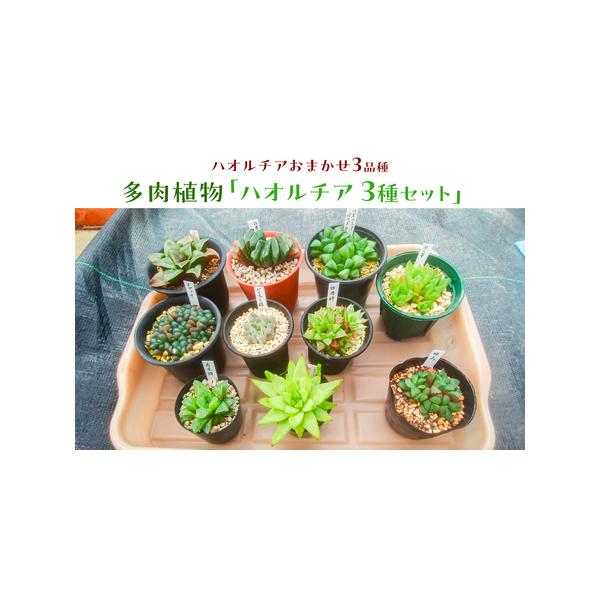 ■ 容量　多肉植物「ハオルチア 3種セット」　■ 配送について　お申込み順に順次発送　到着まで1か月程度かかる場合がございます。　タイプ：【常温】