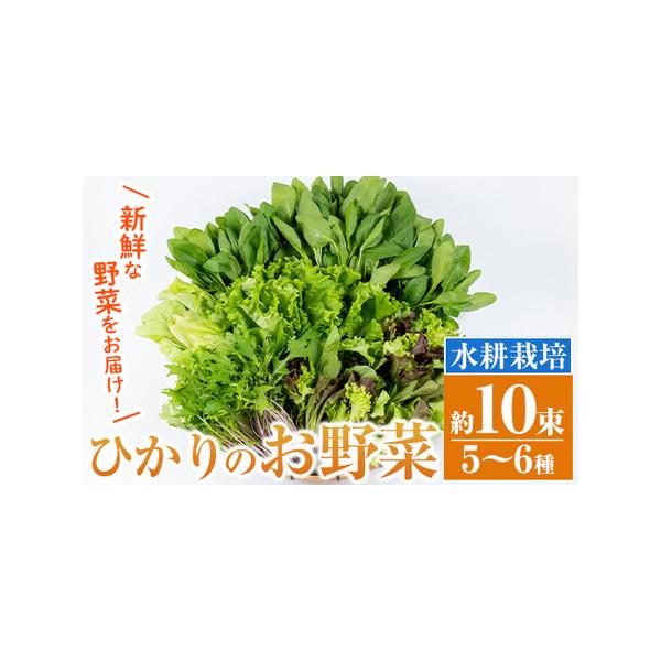 ■ 容量　新鮮葉物野菜 約10束　ほうれん草、水菜、チンゲン菜、小松菜、リーフレタス、ルッコラ、山東白菜、ミックスリーフ等から5〜6種類10束程をお送りいたします。■ 配送について　入金確認後、1ヵ月以内の発送　※お申込みが集中した場合や、...