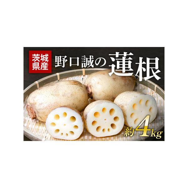 ■ 容量　レンコン 約4kg（発泡スチロールボックス：255×655×185mm）■ 配送について　入金確認後、順次発送予定となります。　※配送日の希望等は受けられませんので、予めご了承ください。　※天候により出荷時期が前後する場合がござい...