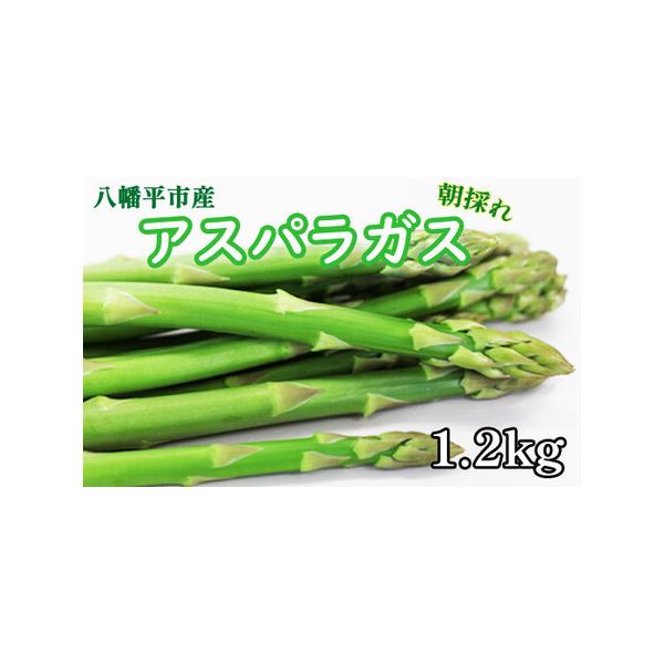 ■ 容量　【促成栽培】グリーンアスパラガス 1.2kg（200g×6束）　（品種：スーパーウェルカム）■ 配送について　寄附納入確認後、2026年1月より発送いたします。　2026年1月以降は、寄付納入確認後1ヶ月以内に発送いたします。　※...