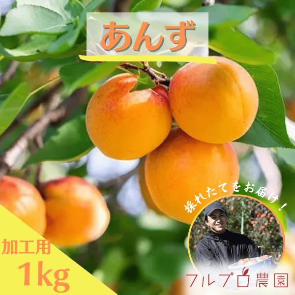 【加工用】あんず 約1kg 7月上旬頃より発送開始予定 生杏 長野県産 ジャムや杏酒の材料に#NC00K010