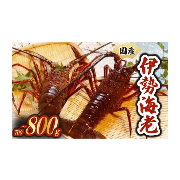 容量伊勢海老1〜3匹約700g〜800g ※１匹が150ｇ〜750ｇになります。 ※水揚げの状況によっては100ｇ程度のものが納入されることがありますが、 海のルールに沿った流通でございます。 ご理解の程お願いします。 丸貴水産は、ルールに...