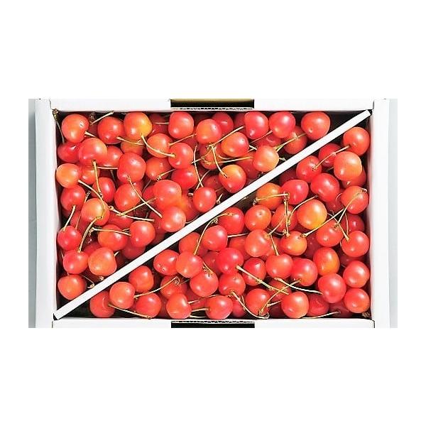 容量佐藤錦１ｋｇ　バラ詰め　ご家庭用※天候により出荷時期や規格（数、サイズ、品種等）を変更する場合がございます。発送期日２０２６年６月上旬〜６月下旬迄※ご不在日が多く配達が困難な場合、お礼品や配送先の変更をお願いする場合がございます。配送冷...