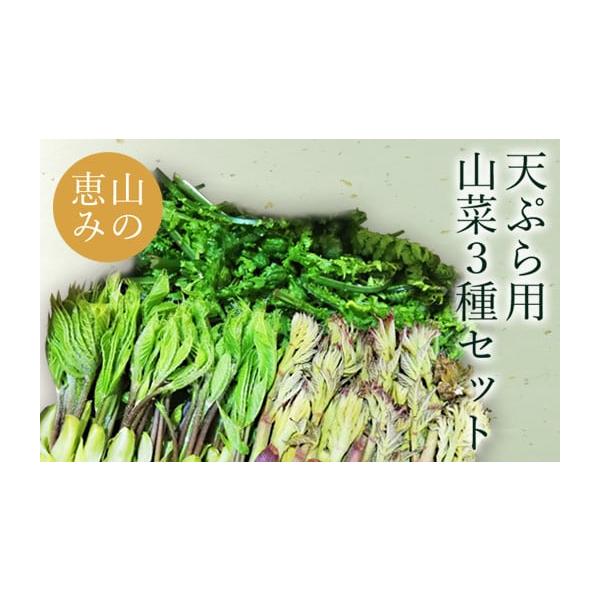 容量たらの芽　約100gこしあぶら　約50gこごみ　約500g消費期限発送日から3日程度発送期日2026年04月下旬頃から05月中旬頃にかけて、寄付受付順に発送配送冷蔵 時間指定 別送申込期日2026年05月10日頃まで事業者長井中央青果申...