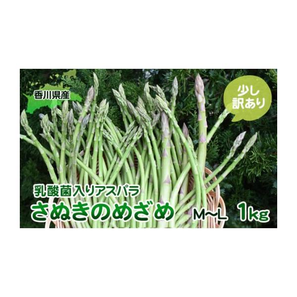 容量アスパラセミロング 訳あり1kg（M〜L）（30cm前後）／東かがわ市発送期日2026月2月中旬〜10月下旬配送冷蔵 別送申込期日2026年9月10日まで事業者はなまる農園申込条件何度も申し込み可