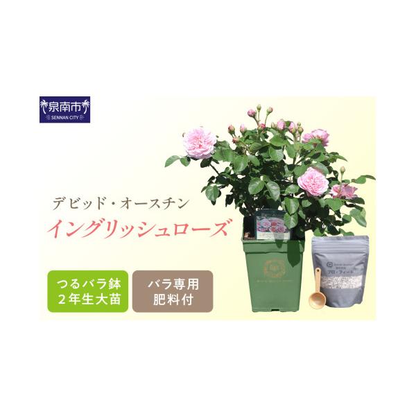 ふるさと納税 雑貨・日用品 苗木 大阪府 泉南市 イングリッシュローズ