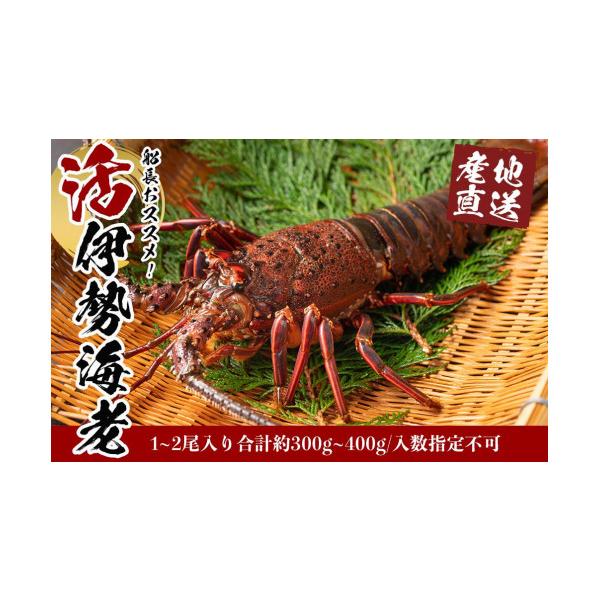 ふるさと納税 エビ 伊勢エビ 和歌山県 白浜町 活 伊勢海老 1尾 〜 2尾
