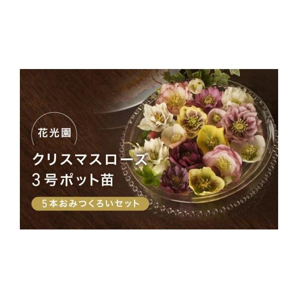ふるさと納税 雑貨・日用品 花 神奈川県 横浜市 クリスマスローズ3号