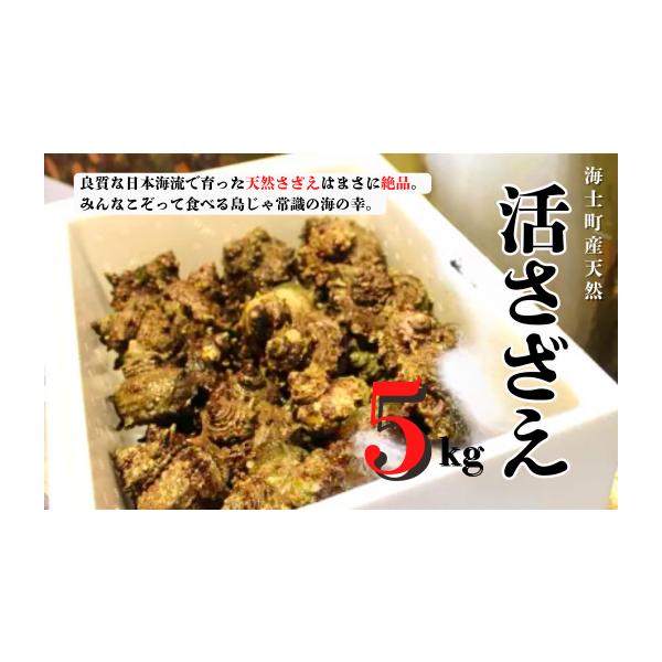 ふるさと納税 サザエ 島根県 海士町 寄付額改定 ／ 11月以降順次発送