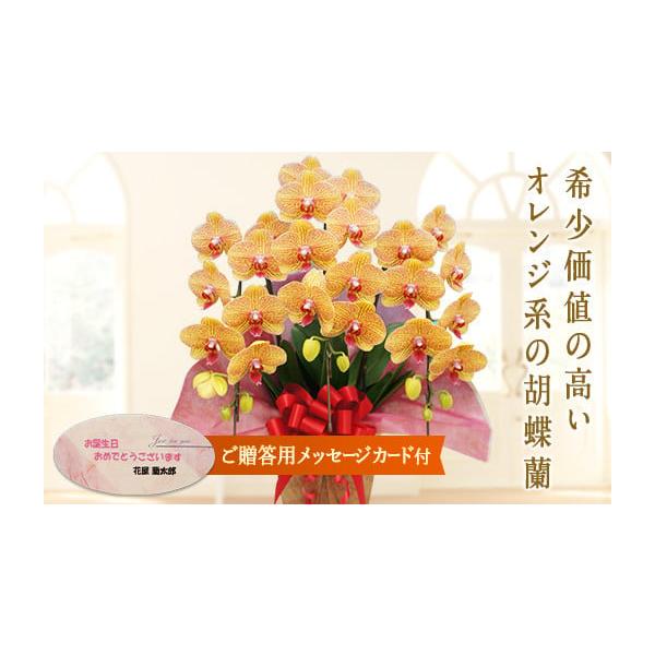 ふるさと納税 雑貨・日用品 花 群馬県 富岡市 シルクオレンジ 胡蝶蘭 3