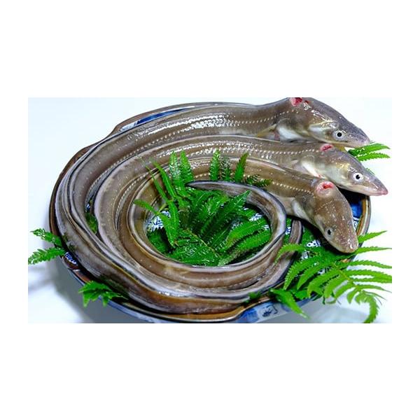 容量あなご×3尾（1尾;200g〜250g）発送期日入金確認（決済完了）から2ヶ月程度配送別送申込期日通年事業者有限会社　勝部商店申込条件何度も申し込み可