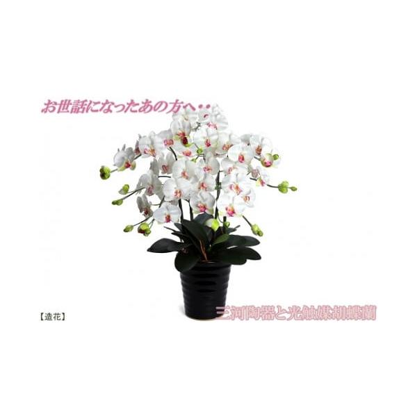 光触媒胡蝶蘭大輪5本立と三河陶器の贈り物