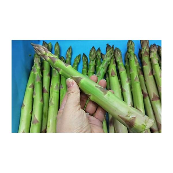 容量極太アスパラ（さぬきのめざめ）3Lサイズ（500g×2） 1kg消費期限7日発送期日2026年2月中旬〜9月中旬配送冷蔵 別送申込期日2026年5月10日まで事業者はなまる農園申込条件何度も申し込み可