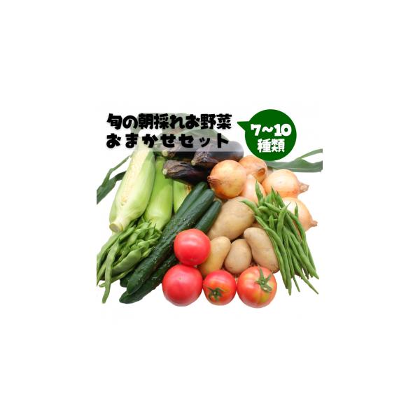 容量旬の朝採れお野菜7〜10種類消費期限到着後はお早めにお召し上がりください発送期日準備でき次第、順次発送配送冷蔵 時間指定 別送事業者甲佐町ろくじ館申込条件何度も申し込み可