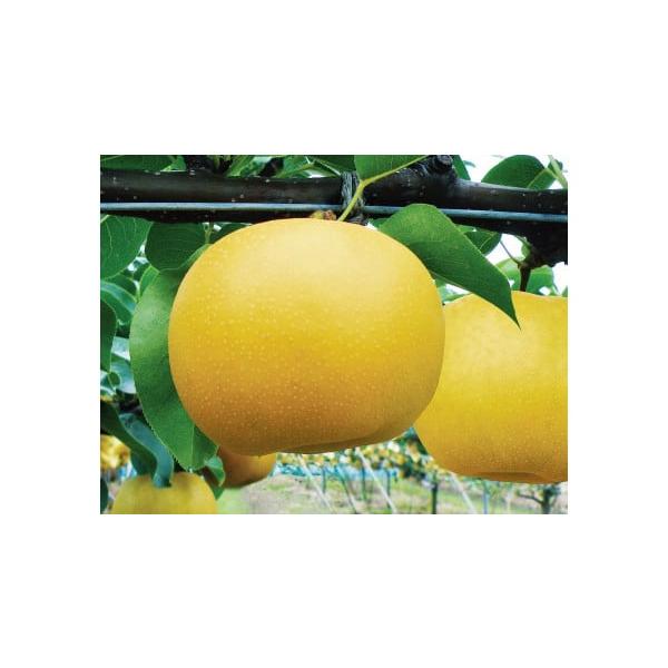 容量5キロ消費期限常温７日前後発送期日８月下旬〜９月上旬頃発送（天候や育成状況等により前後することがあります）発送の際の事前連絡（TEL・メール等）は行っていません。あらかじめご了承のうえお申し込みください。配送常温 時間指定 別送申込期日...