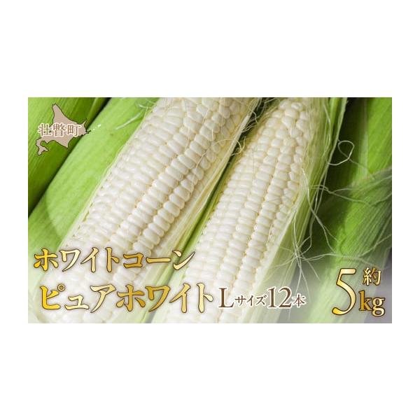 容量ホワイトコーン「ピュアホワイト」Lサイズ以上12本　約5kg消費期限※賞味期限：収穫から冷蔵5日程度。ご到着後はお早めにお召し上がりください。発送期日2026年8月中旬〜9月上旬頃まで発送可能時期より順次発送予定配送冷蔵 別送申込期日2...