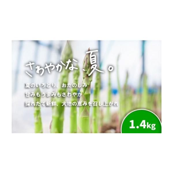 容量グリーンアスパラガス　1.4kg相当※太さ、長さに多少のばらつきがございますので予めご了承ください。消費期限冷蔵庫保管で2日以内発送期日【先行予約品です】2026年7月中旬〜8月中旬※生育状況等により発送時期が前後することがありますので...