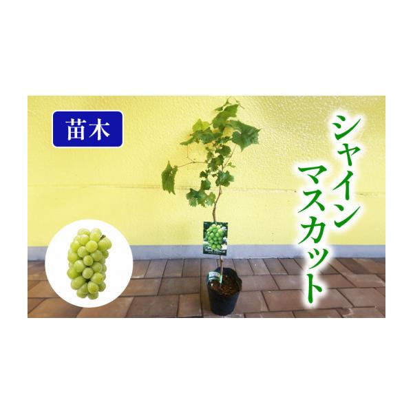 ふるさと納税 雑貨・日用品 苗木 静岡県 藤枝市 果樹苗 ぶどう