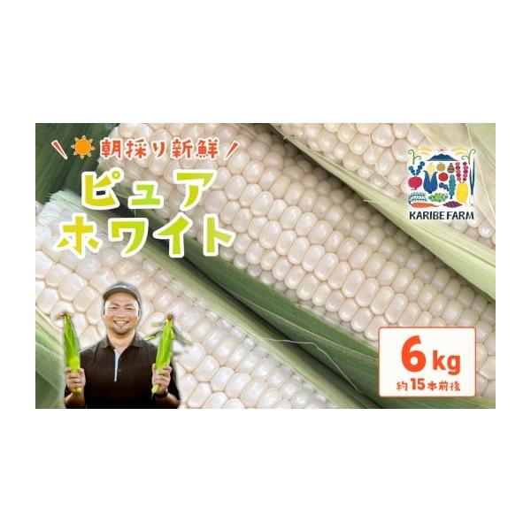 容量とうもろこし（ピュアホワイト）約6kg 約15本前後消費期限到着後、お早めにお召し上がりください発送期日2026年6月下旬〜順次発送予定※伊豆諸島（大島・八丈島を除く）及び小笠原村（小笠原諸島）への発送は出来ません。※お申込み時に「到着...