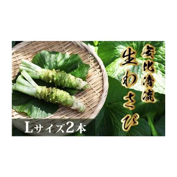 容量生わさびLサイズ(1本70g以上)　2本セット品種：ファースト、正緑など※まれに茎の隙間に小さなミミズが入っていることがありますが、わさびに害はありませんので安心してお召し上がりください。水でよく洗い流してください。※季節によってわさび...