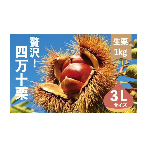 容量四万十産生栗3Lサイズ／約1kg（30〜40個）消費期限発送日より冷蔵で約7日間。できるだけお早目にお召し上がりください。発送期日2025年10月上旬よりお申込み順に発送いたします。天候の影響により発送時期が遅れる場合があります。予めご...