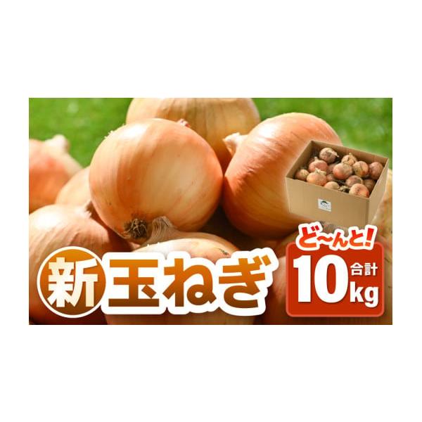 容量約10kg（無選別：S・M・L ミックス）入数目安：約40玉前後消費期限出荷後30日※冷暗所で風通しの良いところで保管発送期日2026年6月上旬〜2026年6月30日の間に準備出来次第、順次発送いたします。 （生育状況により前後する場合...