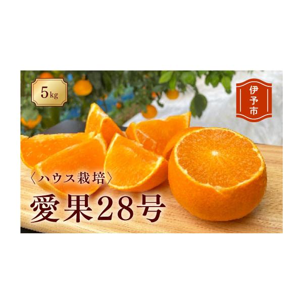 ふるさと納税 みかん・柑橘類 愛媛県 伊予市 2026年先行予約 みかん