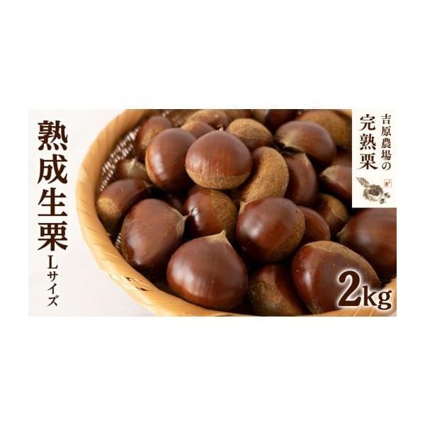 容量Lサイズ 2kg消費期限青果物のため、お早めにお召し上がりください。発送期日10月下旬〜1月頃10月下旬以降は入金確認後、2〜3週間前後で発送※青果物のためなくなり次第終了となります※収穫状況、熟成好況により発送時期が前後する場合がござ...