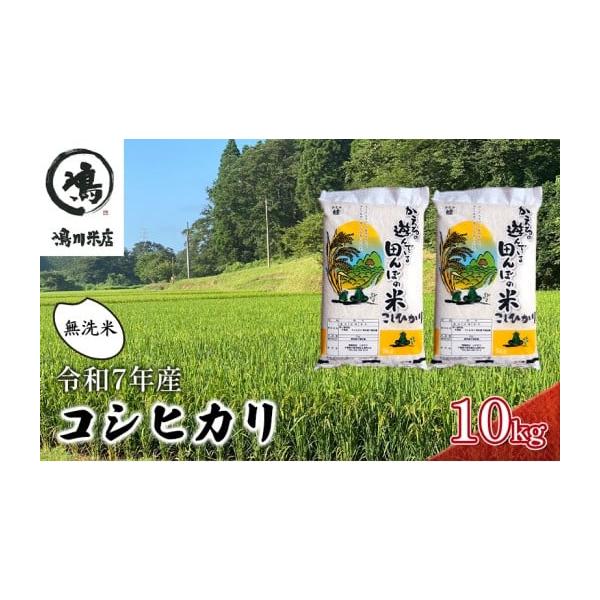 チョコ【引取り可能な方限定】コシヒカリ 苗 25枚 チョコ【引取り可能な方限定】コシヒカリ 苗 25枚 チョコ【引取り可能な